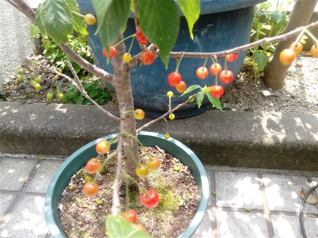 我が家の鉢植え暖地さくらんぼが実を付けました。育て方も適当なのに食べられます | 40代のセミリタイア生活